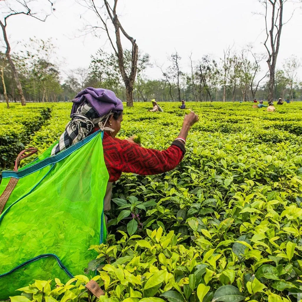 Chota Tingrai Black Tea